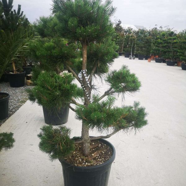 Bonsai Pinus sylvestris 