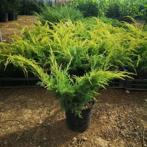 Juniperus pfitzeriana aurea