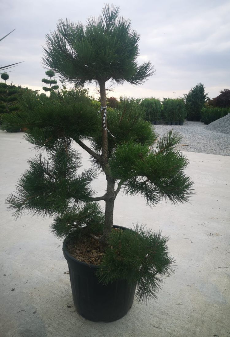 Bonsai Pinus sylvestris 
