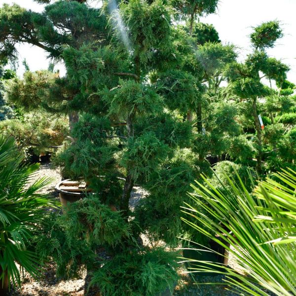 Bonsai juniperus 