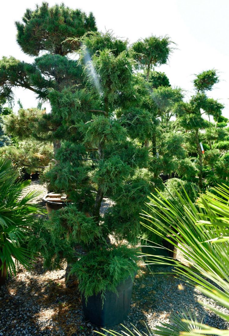 Bonsai juniperus 