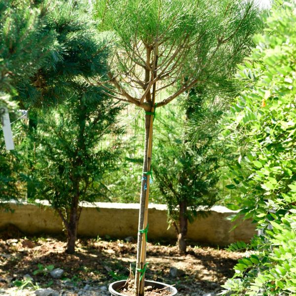 Pinus Pinea ( Pinul Mediteranean)