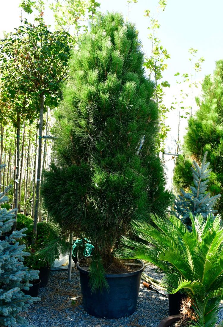 Pinus Nigra Green Tower