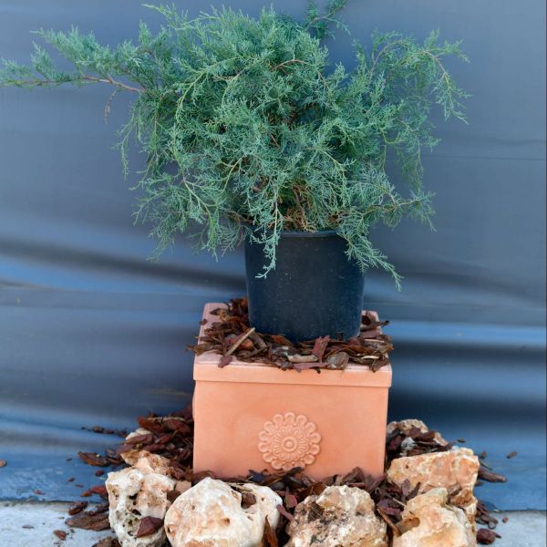 Juniperus horizontalis ( ienupar tarator)