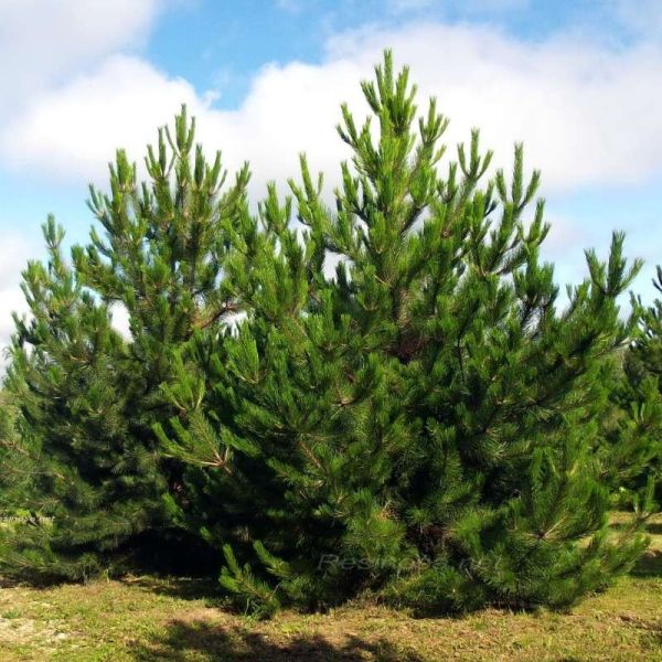 Pinus Austriaca (la balot)- circumferinta estimativa 12- 14 cm