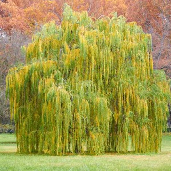 Salix Babylonica- vas 30 L